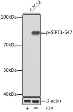 Western blot - Phospho-SIRT1-S47 Rabbit mAb (AP0976)