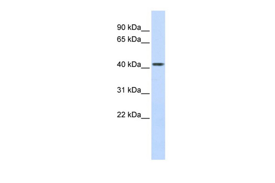 Antibody used in WB on Human Heart at 0.2-1 ug/ml.