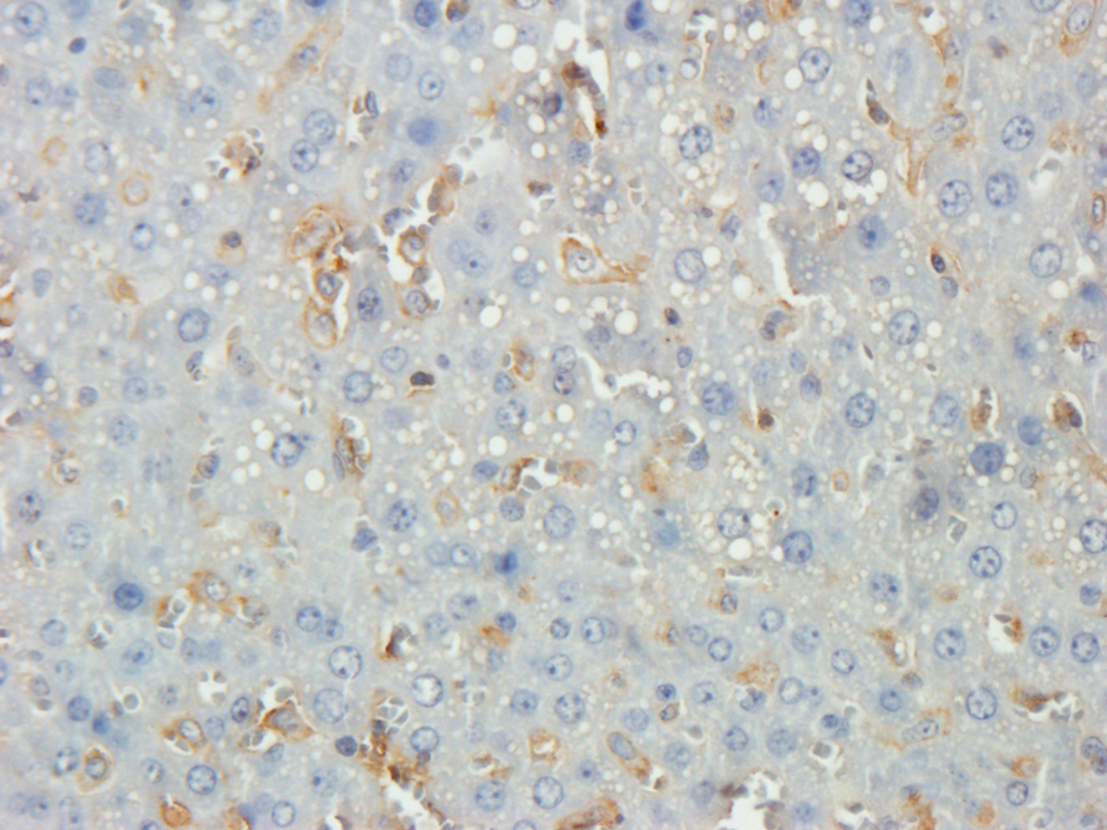 Immunohistochemical staining of paraffin embedded rat liver tissue using Thrombospondin 2 antibody (2.5 ug/ml)