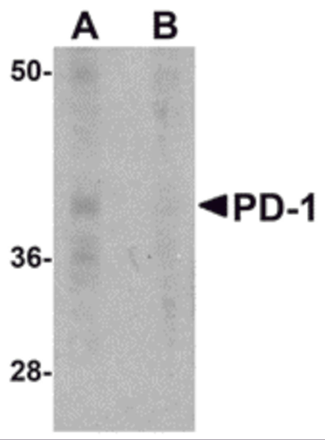 Western blot analysis of PD-1 in A-20 cell lysate with PD-1 antibody at 1 μg/mL in the (A) absence and (B) presence of blocking recombinant protein.