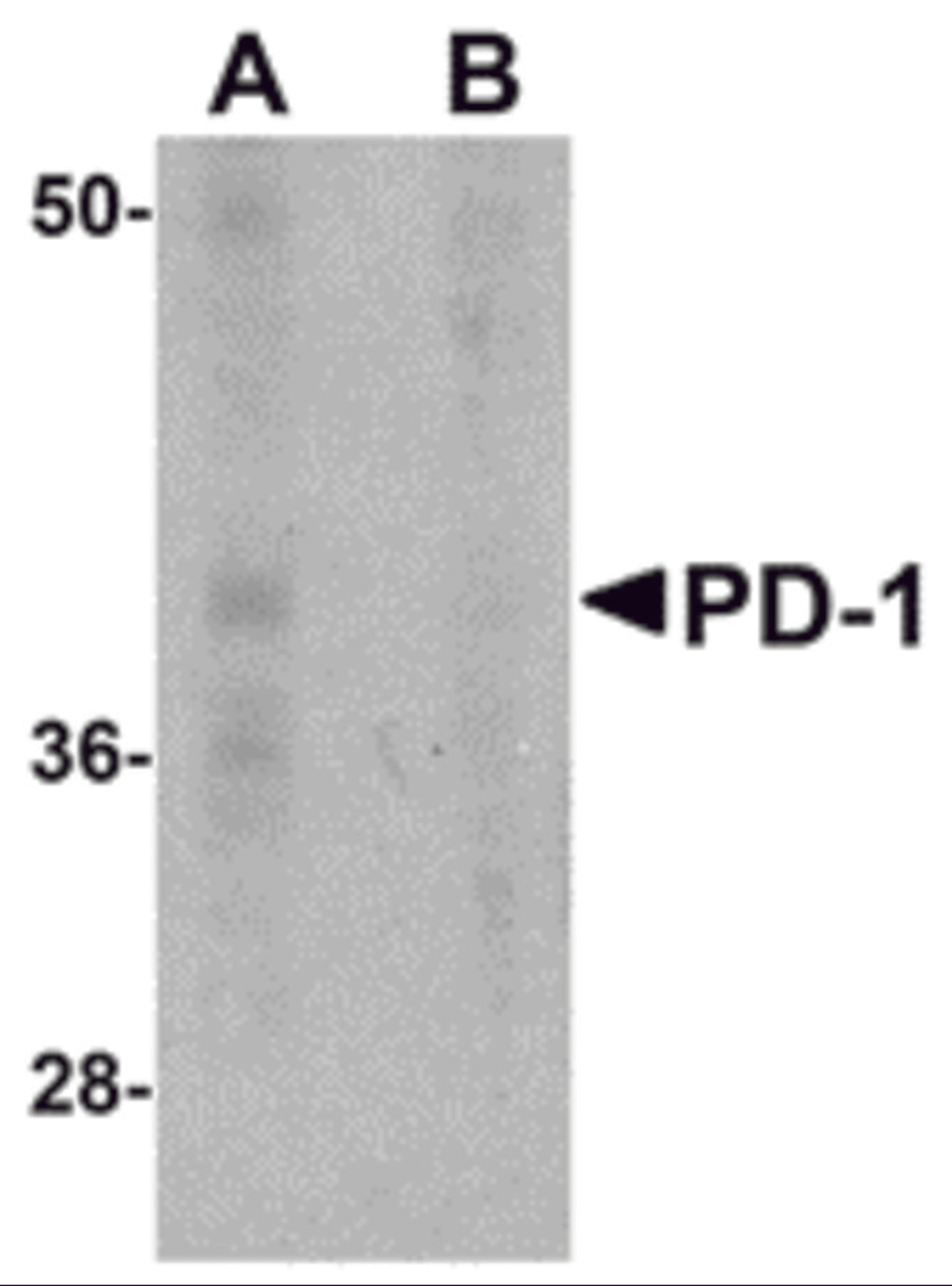 Western blot analysis of PD-1 in A-20 cell lysate with PD-1 antibody at 1 μg/mL in the (A) absence and (B) presence of blocking recombinant protein.