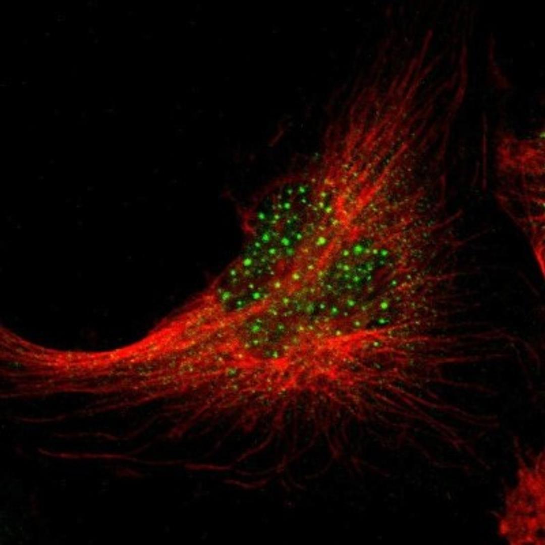 Immunocytochemistry/Immunofluorescence: XPNPEP3 Antibody [NBP1-89030] - Staining of human cell line U-251MG shows positivity in nucleus & cytoplasm.