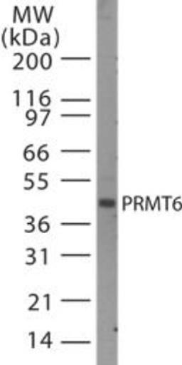 Western Blot: PRMT6 Antibody [NB100-56642] - Analysis of PRMT6 in HeLa lysate using PRMT6 antibody at 1:500 dilution.