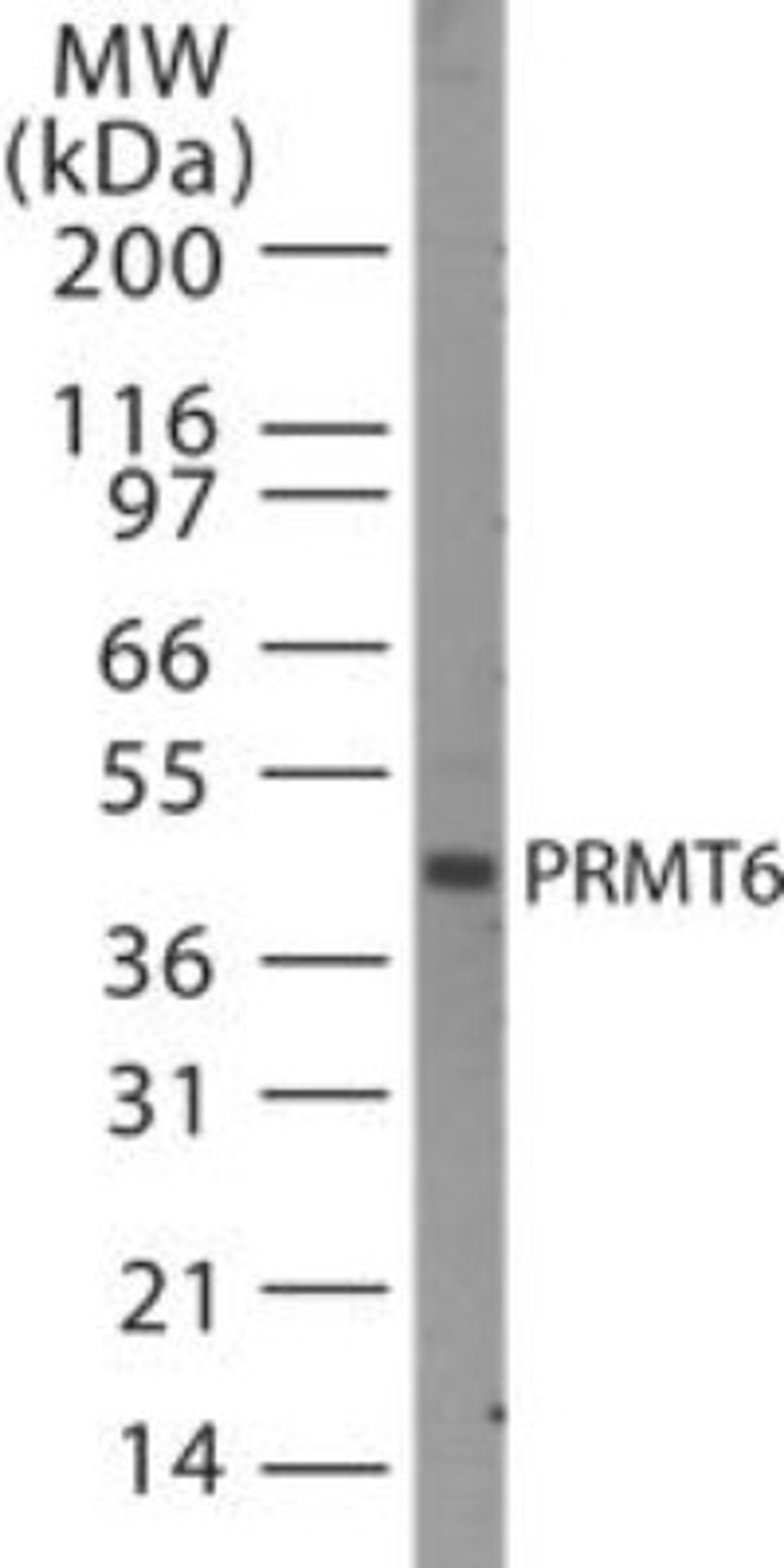 Western Blot: PRMT6 Antibody [NB100-56642] - Analysis of PRMT6 in HeLa lysate using PRMT6 antibody at 1:500 dilution.