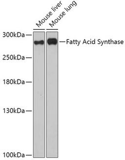 Western blot - Fatty Acid Synthase antibody (A0461)