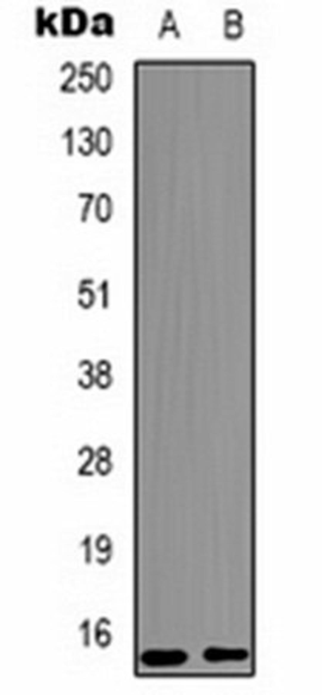 Western blot analysis of Raw264.7 (Lane 1), rat testis (Lane 2) whole cell lysates using Histone H3 (MonoMethyl K9) antibody