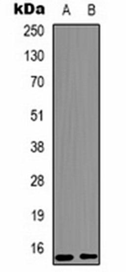 Western blot analysis of Raw264.7 (Lane 1), rat testis (Lane 2) whole cell lysates using Histone H3 (MonoMethyl K9) antibody