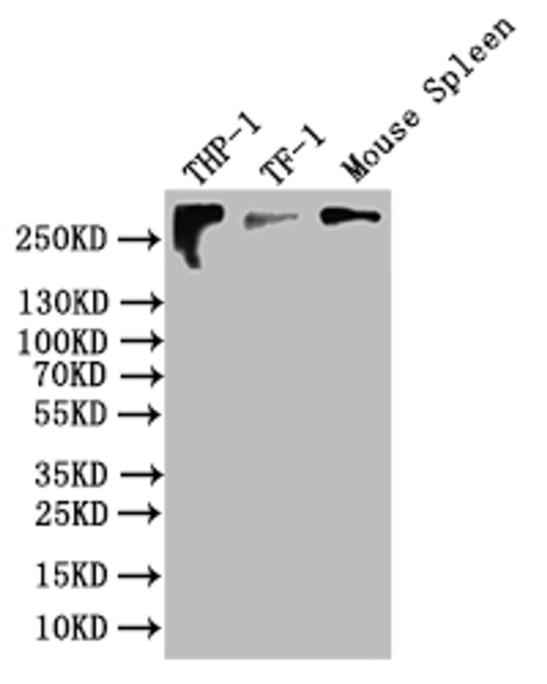 Western blot. All lanes: CR1 antibody at 3.15µg/ml + 293T whole cell lysate. Secondary. Goat polyclonal to rabbit IgG at 1/10000 dilution. Predicted band size: 224 kDa. Observed band size: 224 kDa