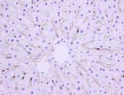 Western Blot: Hepatic Sinusoidal Endothelial Cells Antibody (SE-1) [NB110-68095] -  Immunohistochemical analysis of Hepatic Sinusoidal Endothelial Cells in rat liver using NB110-68095.