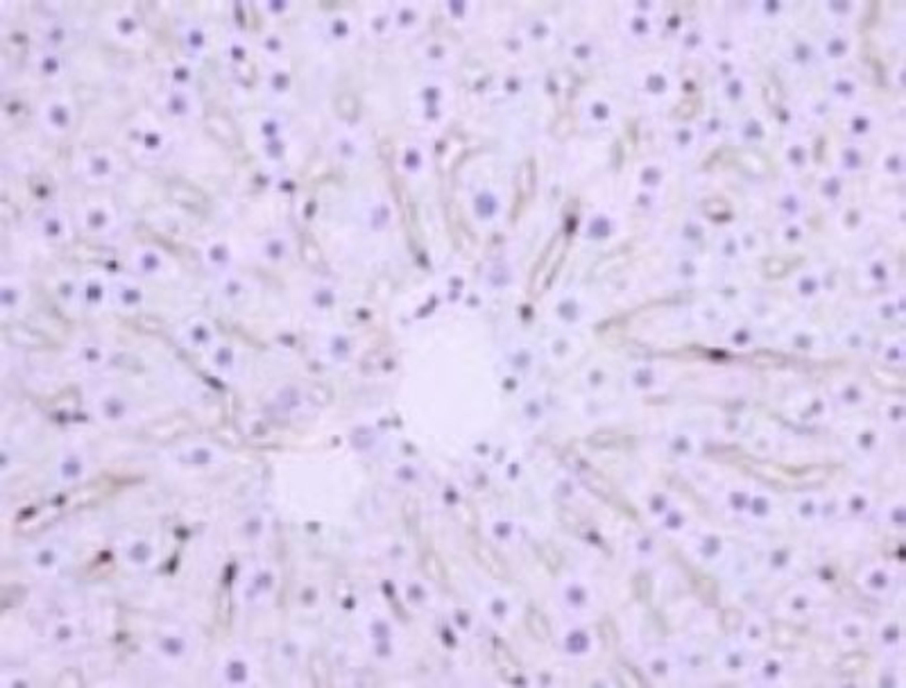 Western Blot: Hepatic Sinusoidal Endothelial Cells Antibody (SE-1) [NB110-68095] -  Immunohistochemical analysis of Hepatic Sinusoidal Endothelial Cells in rat liver using NB110-68095.