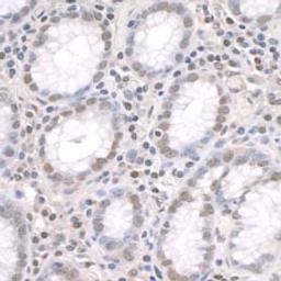 Detection of human ZFP106 by immunohistochemistry.