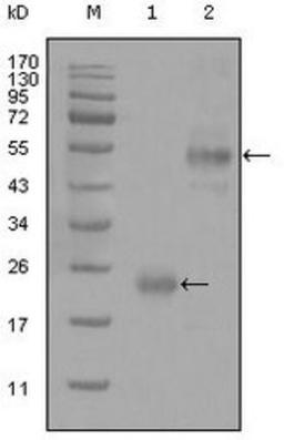 Western Blot: CD44 Antibody (8E2F3) [NBP1-47386] - Western blot analysis using anti-CD44 mAb against truncated Trx-CD44 recombinant protein (1) and GST-CD44 (aa628-699) recombinant protein (2).