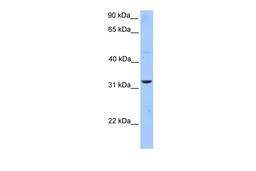 Antibody used in WB on Human HepG2 at 1 ug/ml.