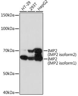 Western blot - IMP2 Rabbit mAb (A5189)