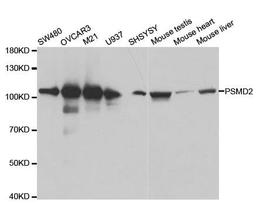 Western blot analysis of extracts of various cell lines using PSMD2 antibody