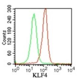 Flow Cytometry: KLF4 Antibody [NBP2-24749] - Intracellular analysis using KLF4 antibody. Balb/c mouse splenocytes were probed using 1 ug of KLF4 antibody (red) and 1 ug of isotype control was used for this test, and an anti-rabbit IgG PE conjugated secondary .