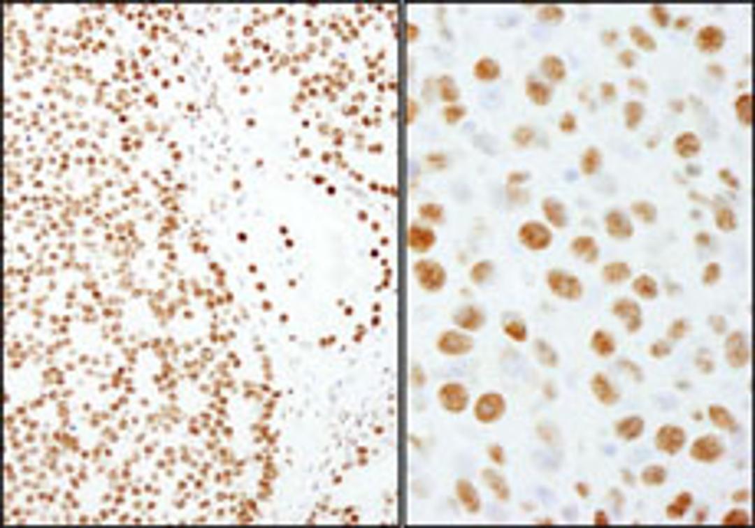 Detection of human and mouse PSF/SFPQ by immunohistochemistry.