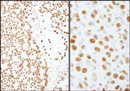 Detection of human and mouse PSF/SFPQ by immunohistochemistry.