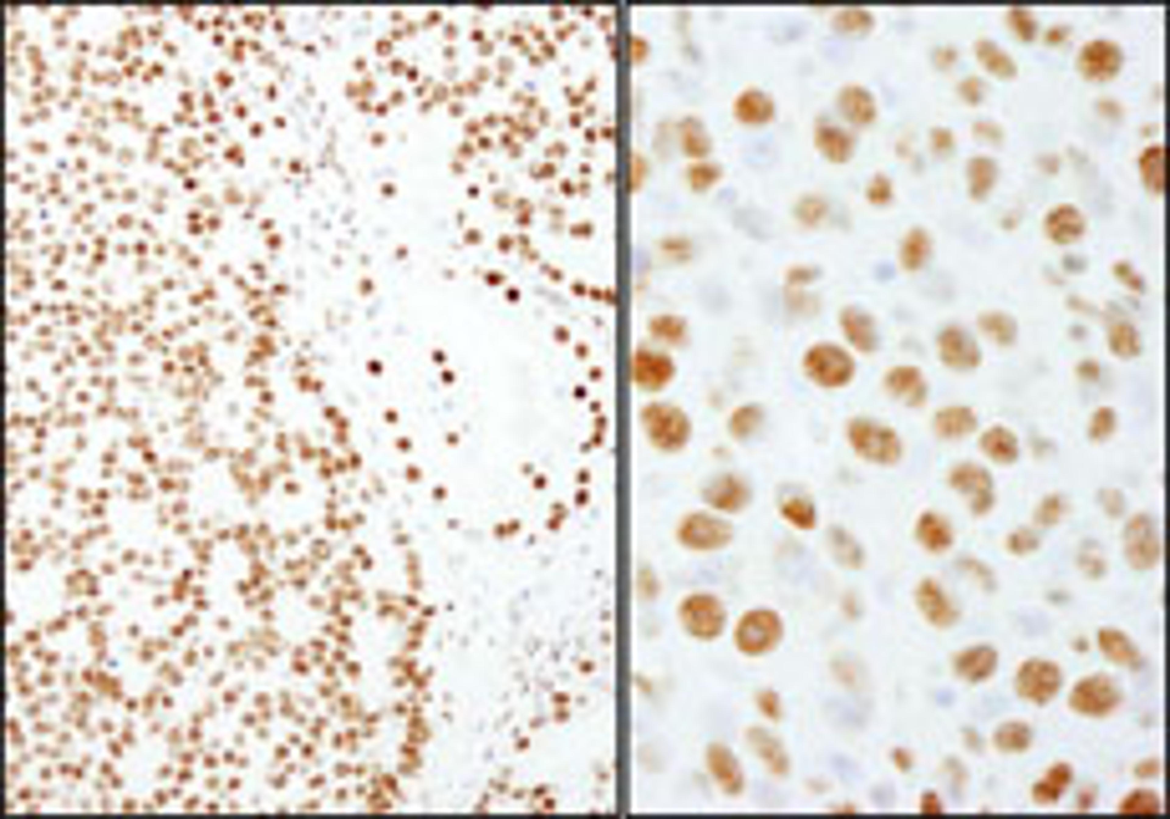 Detection of human and mouse PSF/SFPQ by immunohistochemistry.