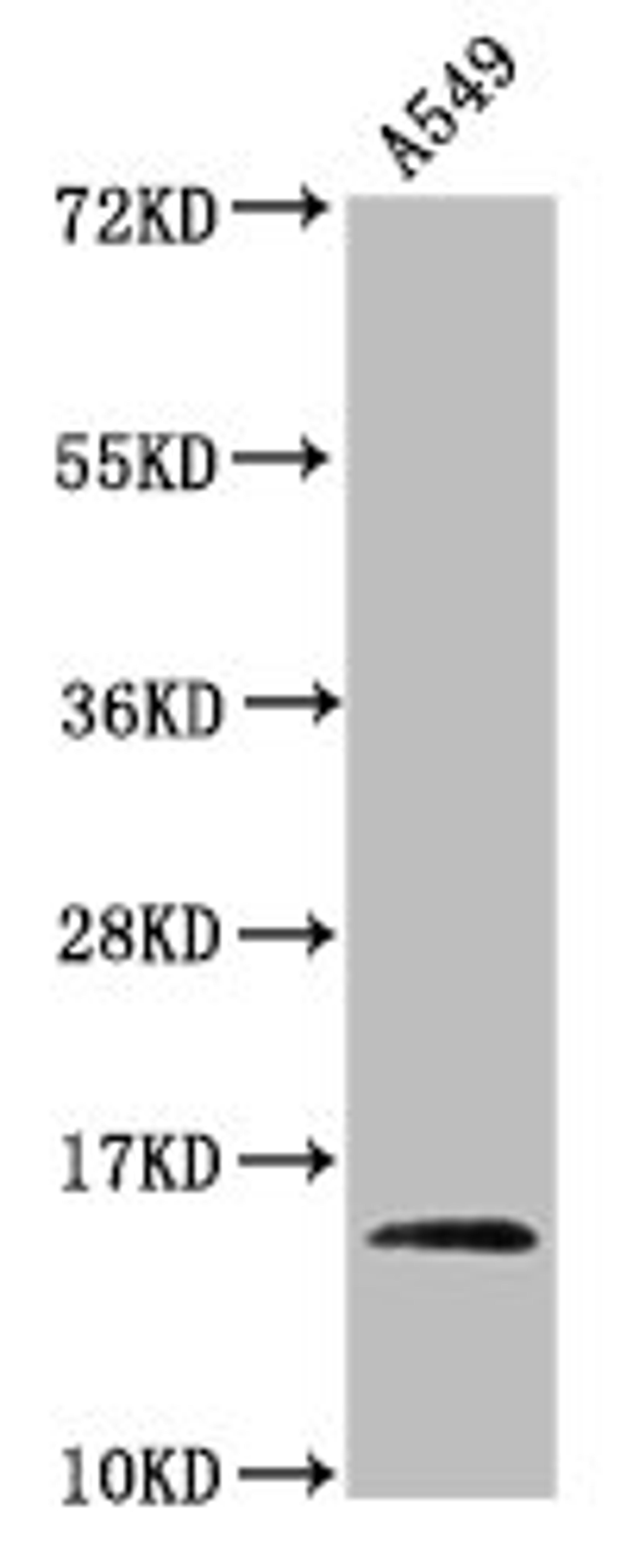 Western Blot. Positive WB detected in: A549 whole cell lysate (treated by 30mM sodium butyrate for 4h). All lanes: HIST1H2AG antibody at 0.44µg/ml. Secondary. Goat polyclonal to rabbit IgG at 1/50000 dilution. Predicted band size: 15 kDa. Observed band size: 15 kDa