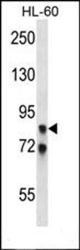 Western blot analysis of HL-60 cell line lysates (35ug/lane) using AKAP4 antibody