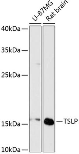 Western blot - TSLP antibody (A13134)