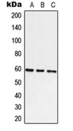 Western blot analysis of A549 (Lane 1), Raw264.7 (Lane 2), H9C2 (Lane 3) whole cell lysates using ATE1 antibody