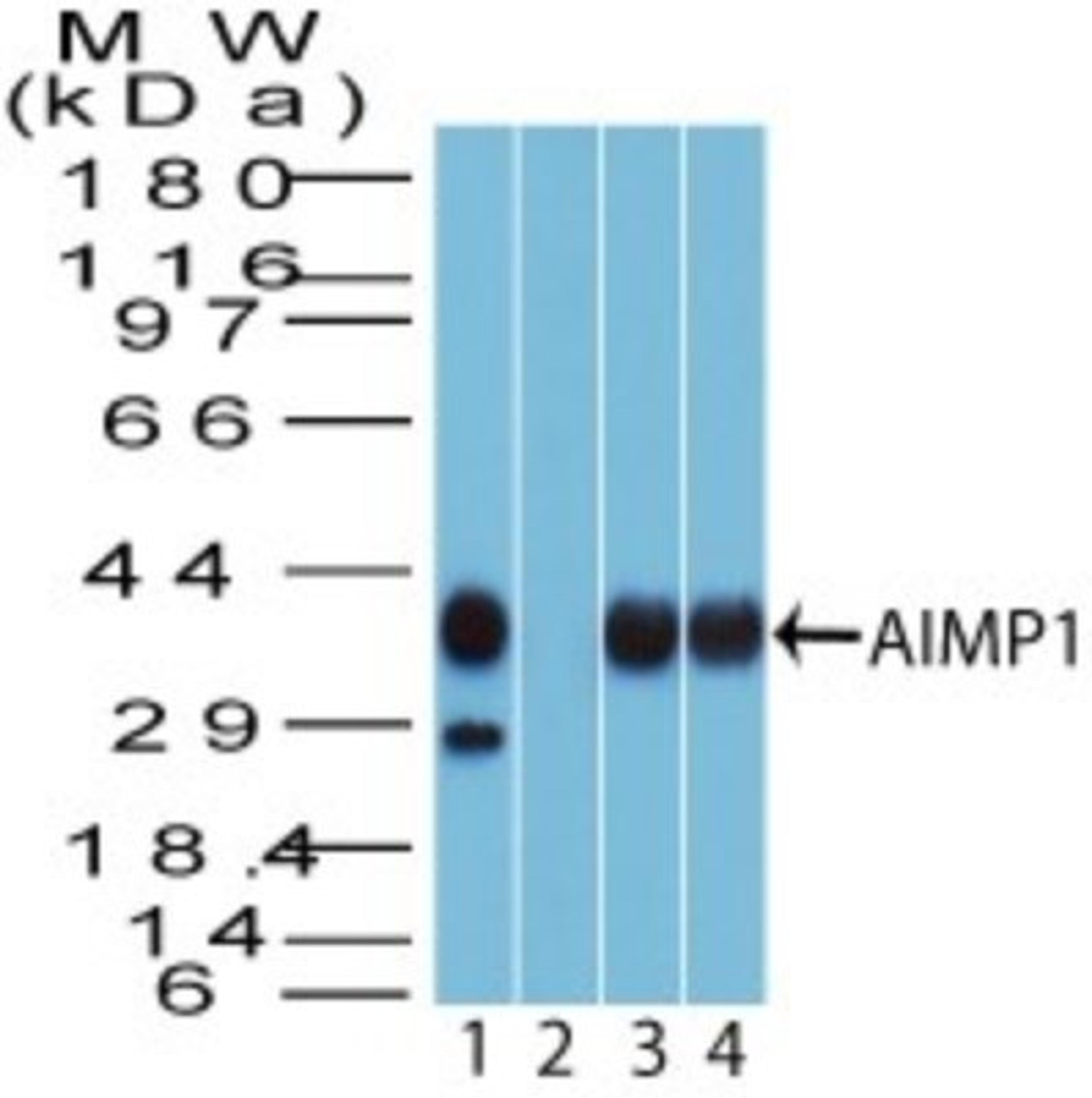 Western Blot: AIMP1 Antibody [NBP2-27080] - Analysis of AIMP1 using AIMP1 antibody. Human HCT116 cell lysate in the 1) absence and 2) presence of immunizing peptide and 3) mouse Raw 4) 3T3 cell lysate probed with 2 ug/ml of AIMP1 antibody.  Goat anti-rabbit Ig HRP secondary antibody and PicoTect ECL substrate solution were used for this test.