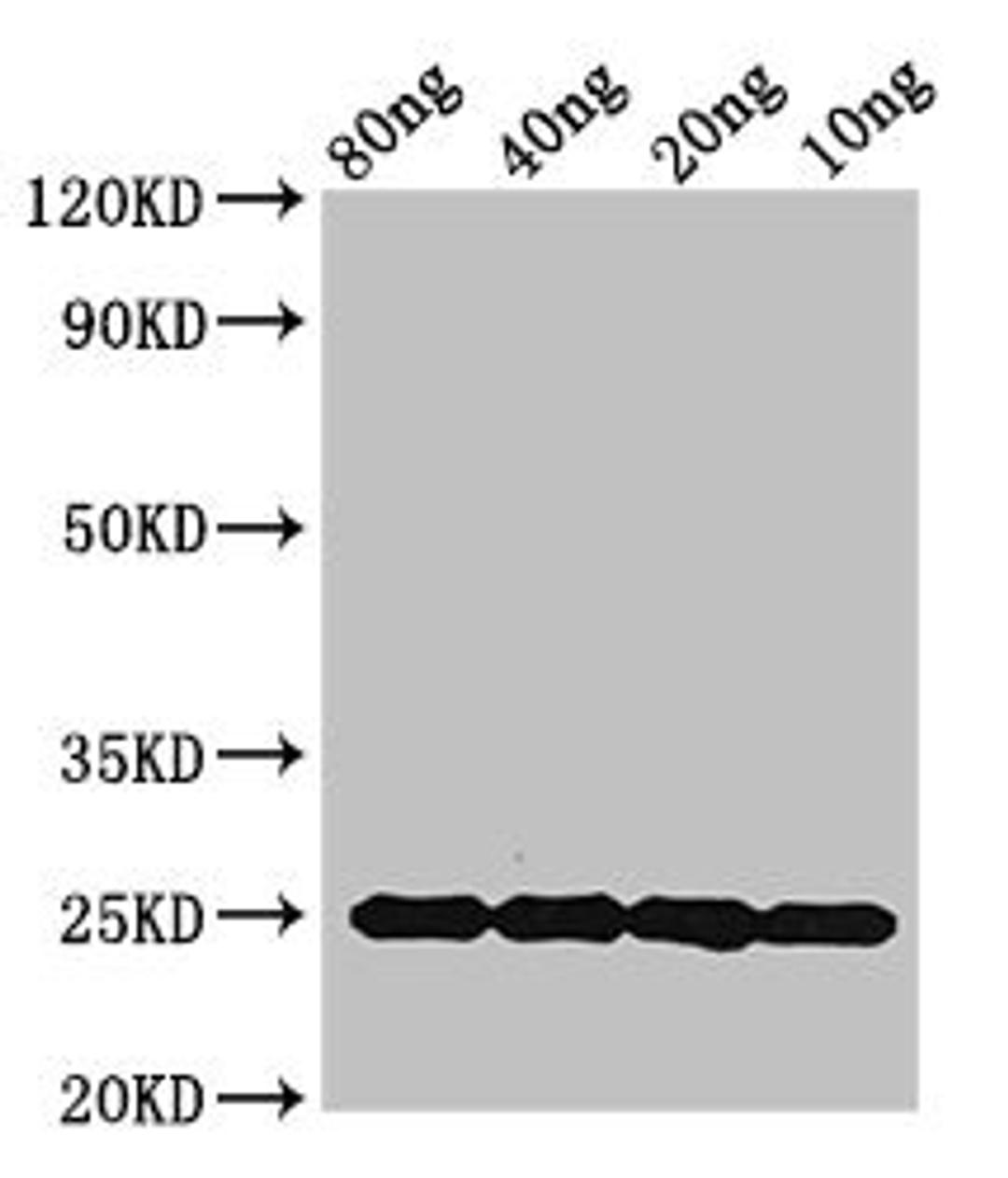 Western Blot. Positive WB detected in Recombinant protein. All lanes: mpt64 antibody at 1.5ug/ml. Secondary. Goat polyclonal to rabbit IgG at 1/50000 dilution. Predicted band size: 25 kDa. Observed band size: 25 kDa.