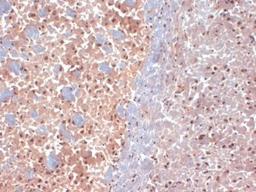 Immunohistochemistry-Frozen: DLG1 Antibody (S64-15) [NBP1-48054] - frozen sections of mouse brain extract using this antibody.