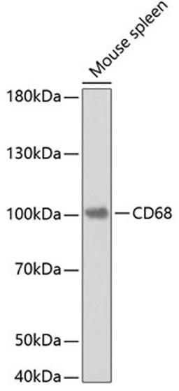 Western blot - CD68 antibody (A5515)