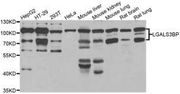 Western blot analysis of extracts of various cell lines using LGALS3BP antibody