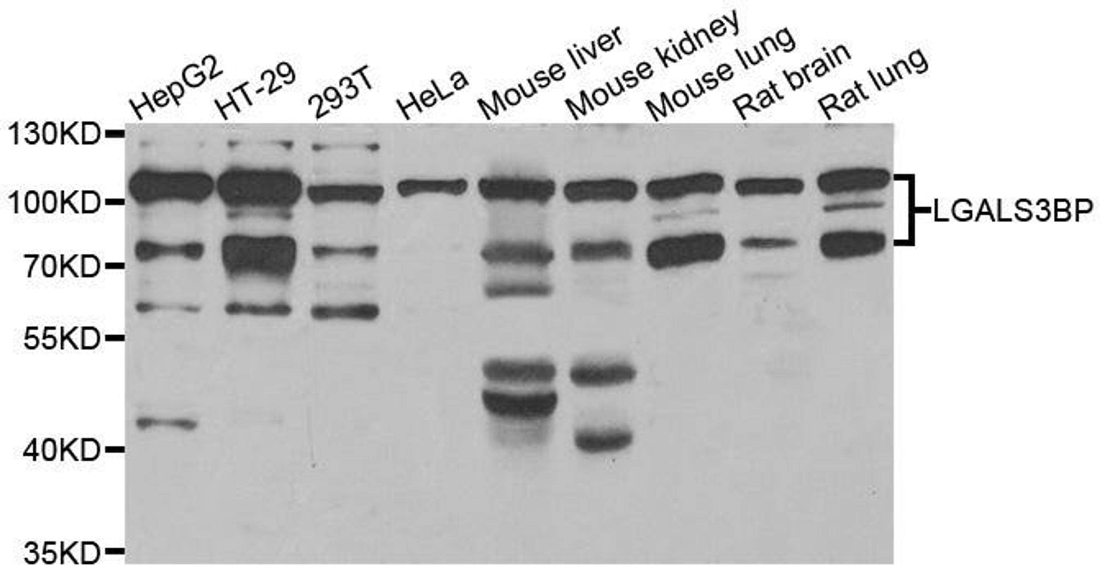 Western blot analysis of extracts of various cell lines using LGALS3BP antibody