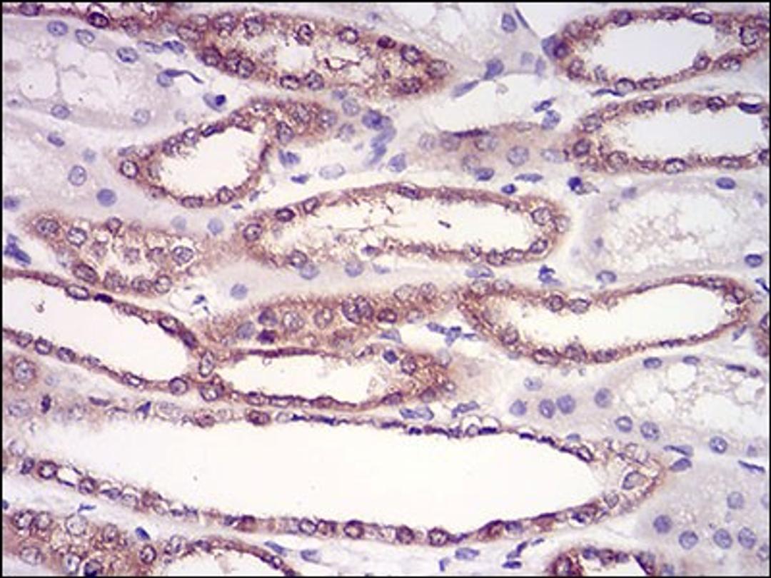 Immunohistochemistry: HPRT Antibody (5F11A7) [NBP2-37245] - Immunohistochemical analysis of paraffin-embedded kidney tissues using HPRT1 mouse mAb with DAB staining.