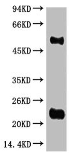 Western blot analysis of Reduced Rabbit IgG, H+L, diluted at 1:10000.