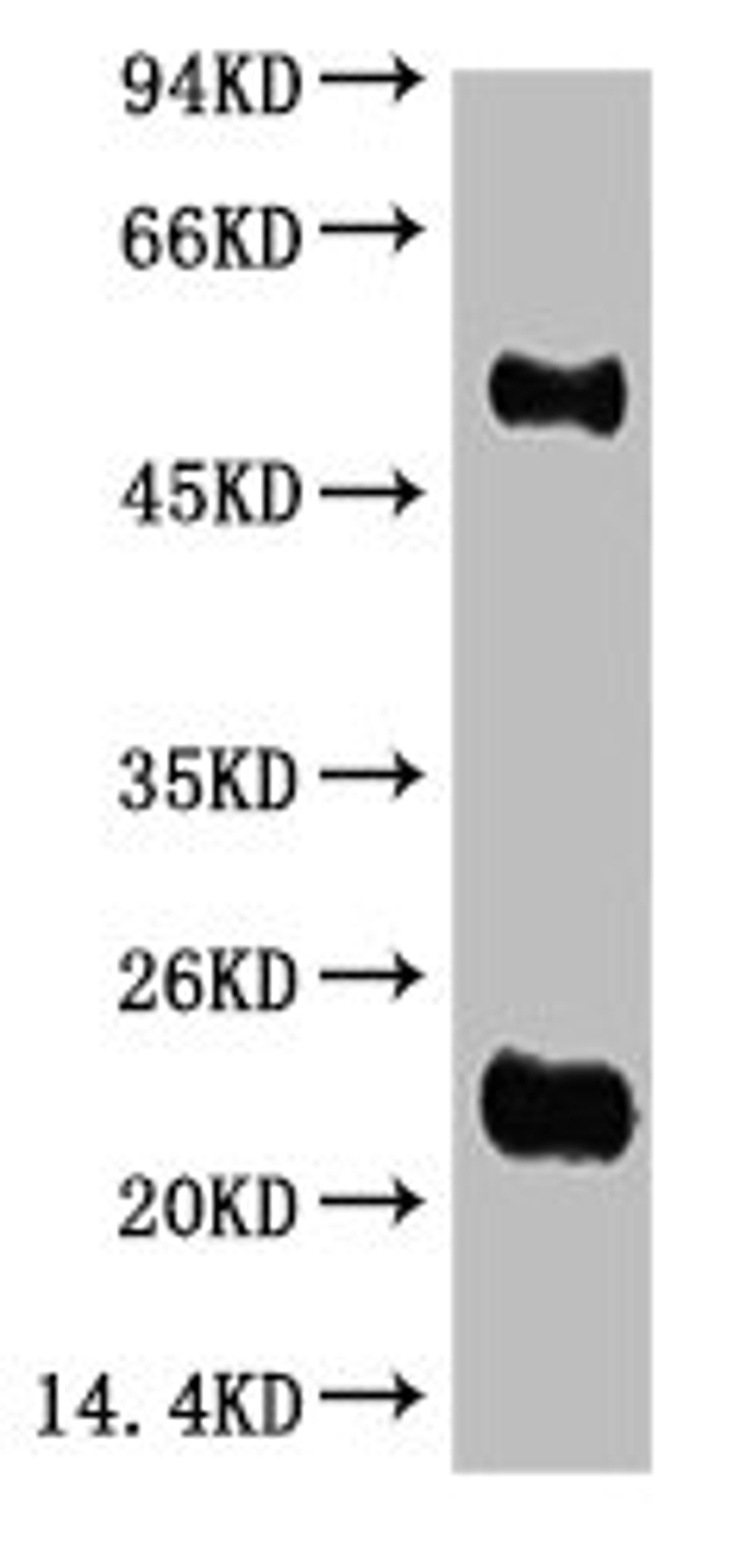 Western blot analysis of Reduced Rabbit IgG, H+L, diluted at 1:10000.