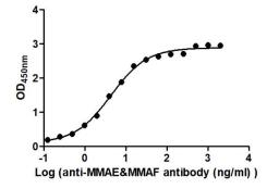 The Binding Activity of Disitamab vedotin (Synonyms: RC48) with Anti-MMAE&MMAF antibody. Activity: Measured by its binding ability in a functional ELISA. Immobilized Disitamab vedotin (Synonyms: RC48) at 2 μg/mL can bind Anti-MMAE&MMAF antibody, the EC<sub>50</sub> is 3.523 to 5.356 ng/mL.
