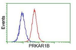 Flow Cytometry: PKA regulatory subunit I beta Antibody (2A3) [NBP2-00634] - Analysis of Hela cells, using anti-PKA regulatory subunit I beta antibody, (Red), compared to a nonspecific negative control antibody (Blue).