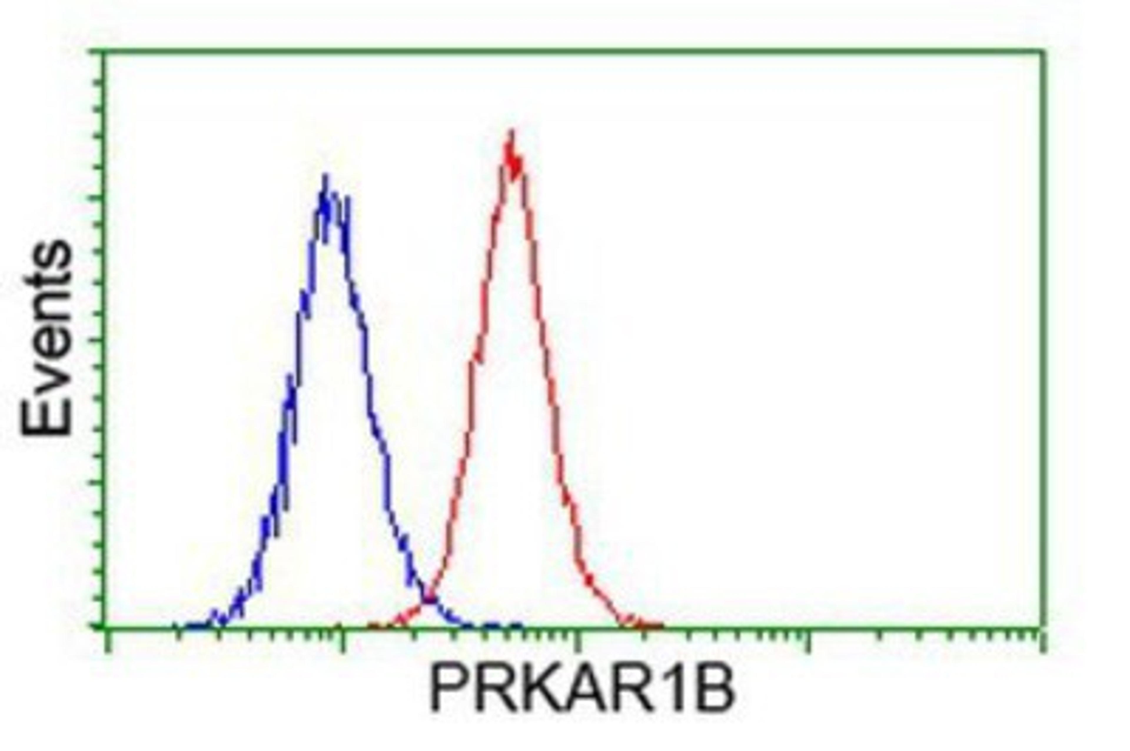 Flow Cytometry: PKA regulatory subunit I beta Antibody (2A3) [NBP2-00634] - Analysis of Hela cells, using anti-PKA regulatory subunit I beta antibody, (Red), compared to a nonspecific negative control antibody (Blue).