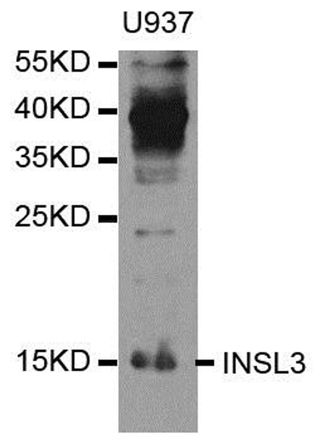 Western blot analysis of extracts of U937 cell line using INSL3 antibody