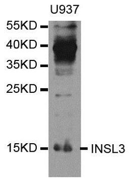 Western blot analysis of extracts of U937 cell line using INSL3 antibody