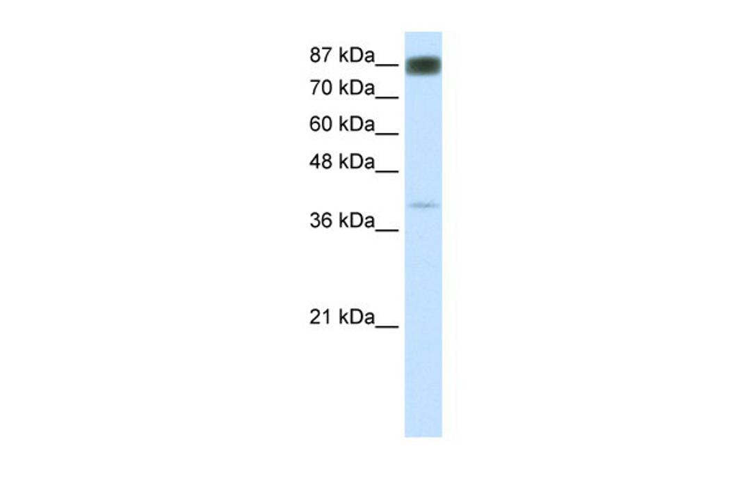 Antibody used in WB on r-NFATC4 at 0.2-1 ug/ml.