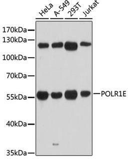 Western blot - POLR1E antibody (A12700)