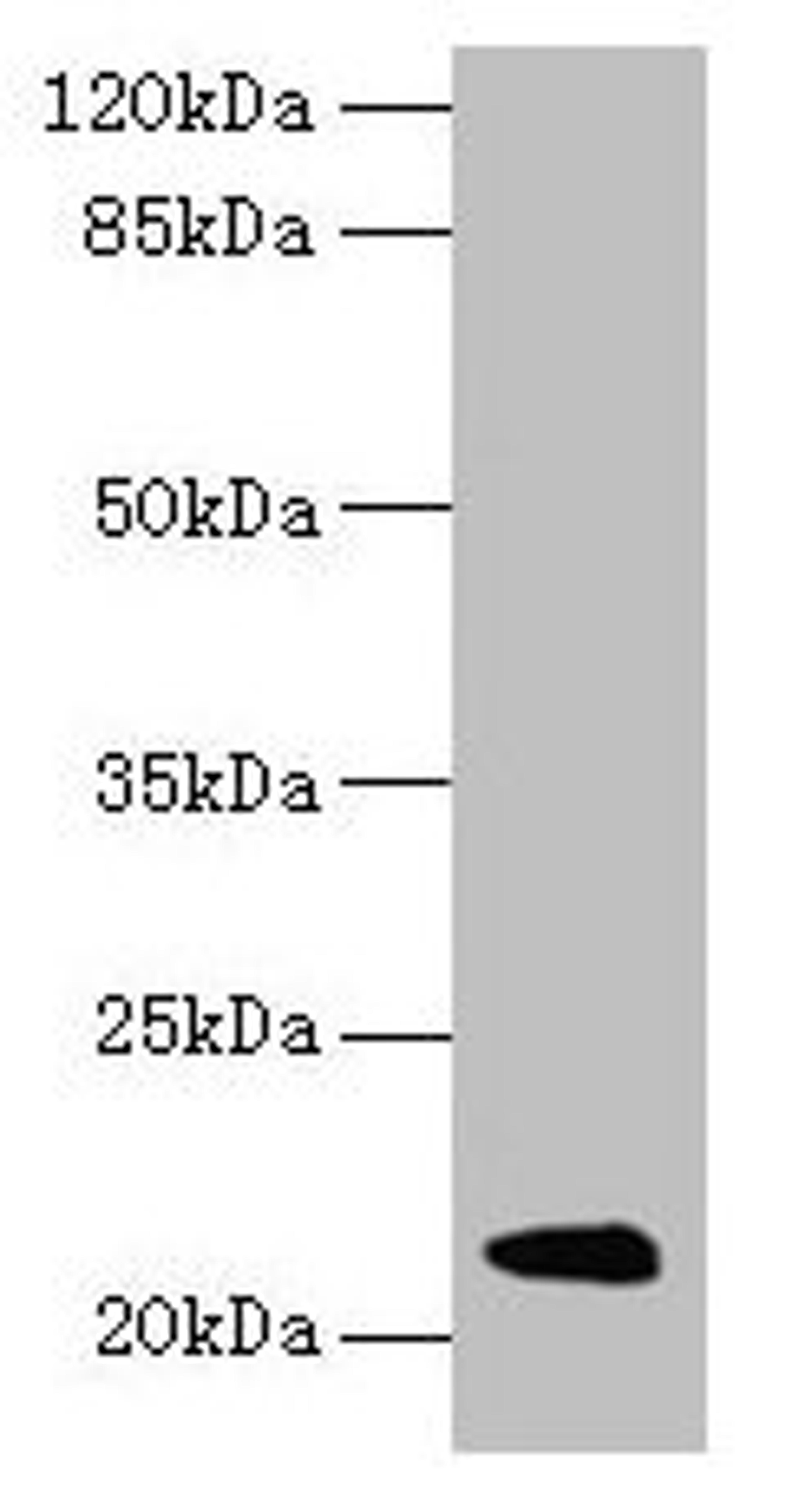 Western blot. All lanes: Mup11 antibody at 2µg/ml + Mouse liver tissue. Secondary. Goat polyclonal to rabbit IgG at 1/10000 dilution. Predicted band size: 21 kDa. Observed band size: 21 kDa