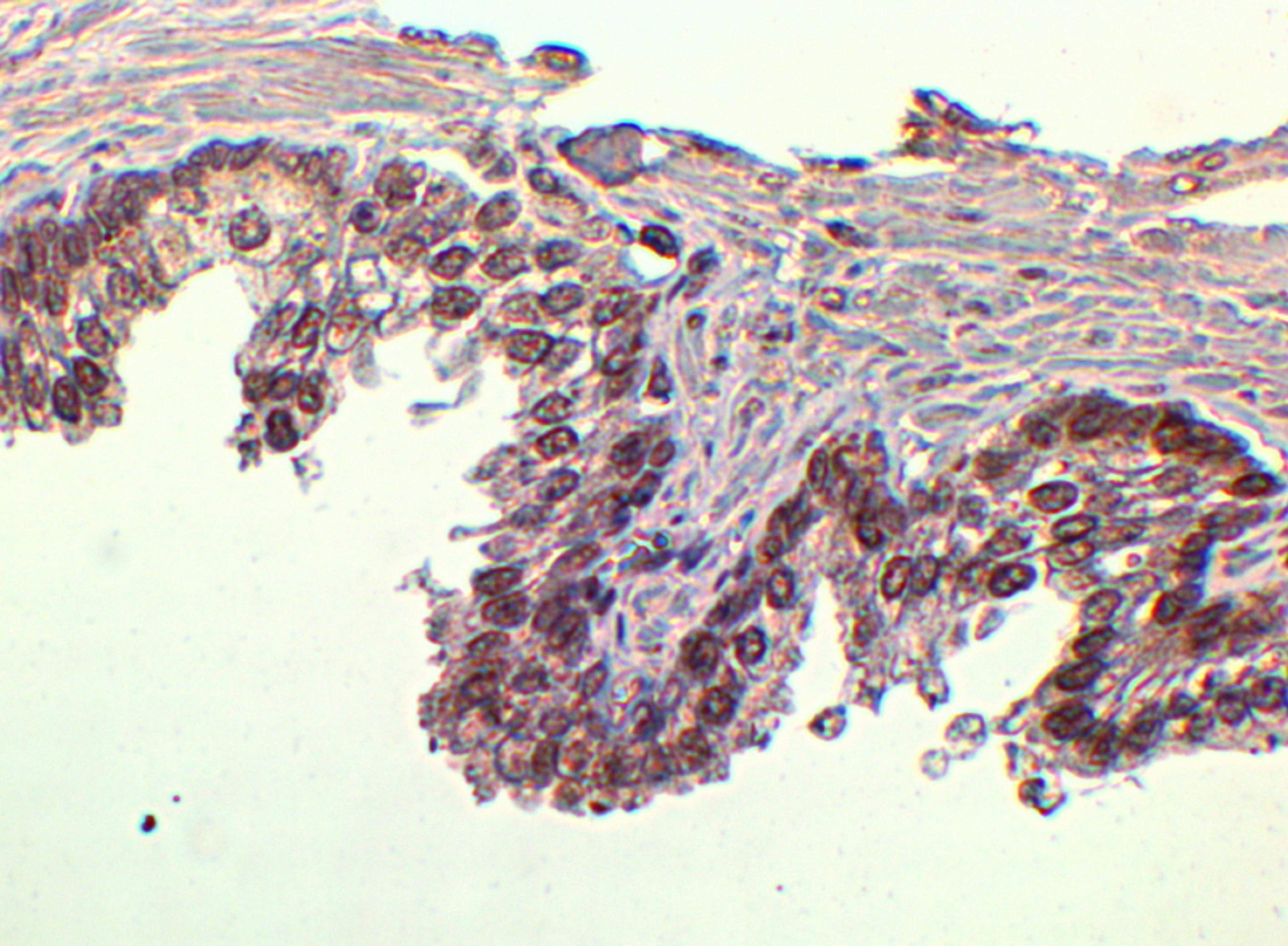 45-599 (2ug/ml) staining of paraffin embedded Human Prostate. Steamed antigen retrieval with citrate buffer pH 6, HRP-staining.