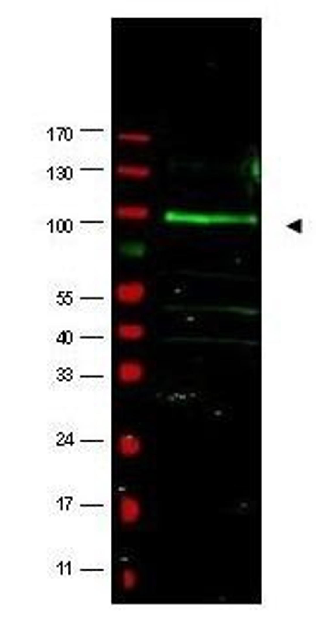 Western blot analysis of MCF7 whole cell lysate using F-Box Only Protein 9 antibody