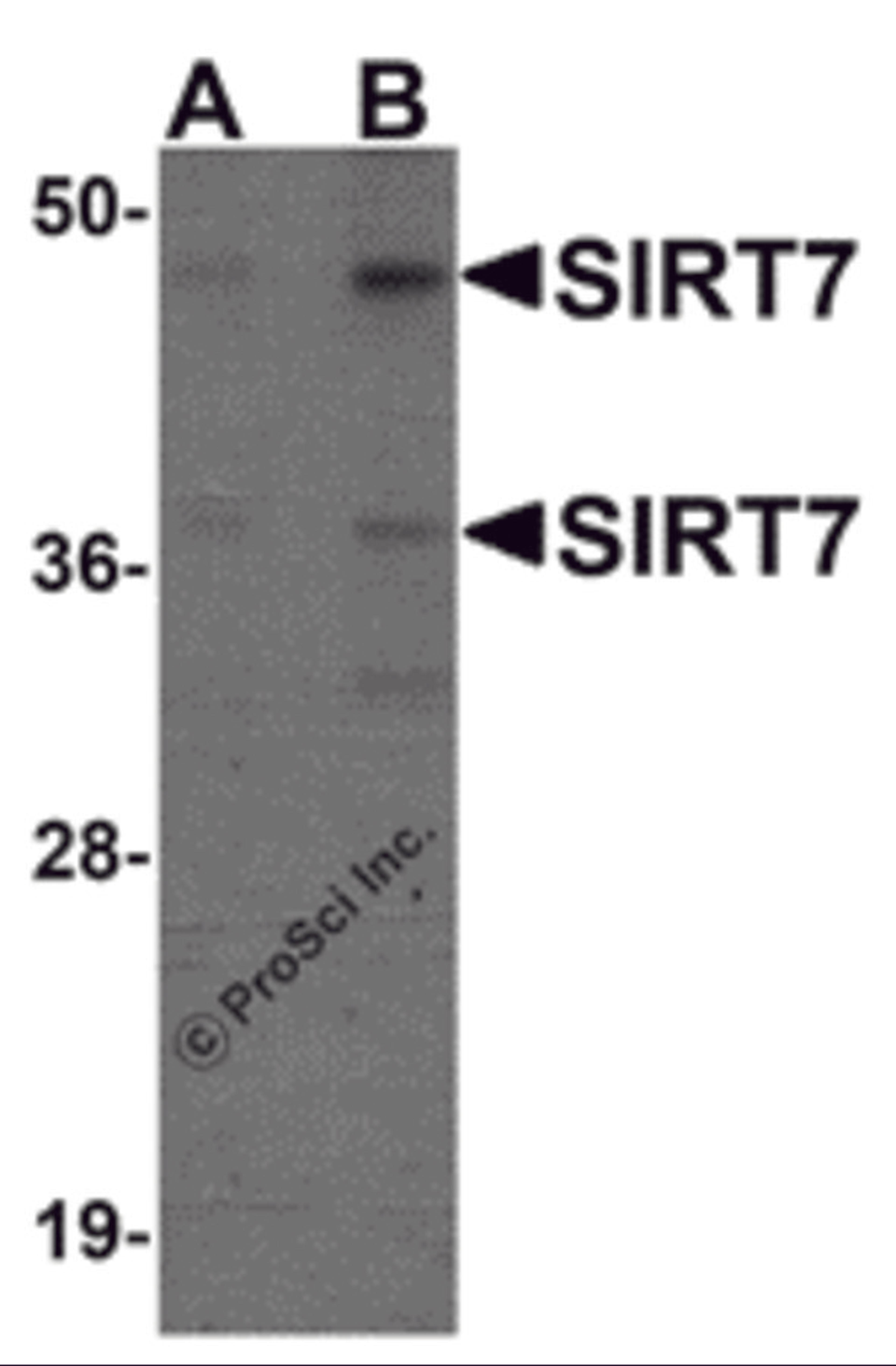 Western blot analysis of SIRT7 in 293 cell lysate with SIRT7 antibody at (A) 0.5 and (B) 1 &#956;g/mL.