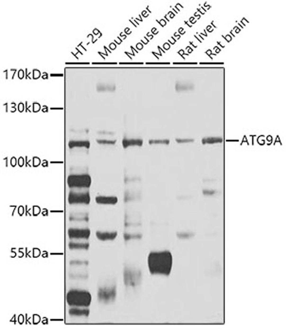 Western blot - ATG9A antibody (A7994)