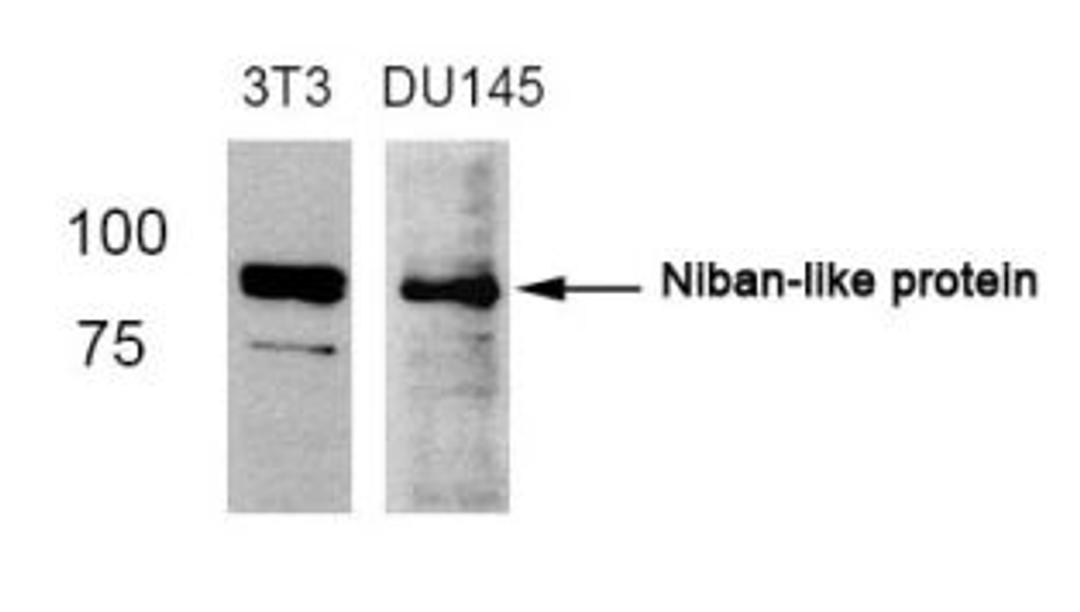 Western blot analysis of lysed extracts from 3T3 and DU145 cells using Niban-like protein (Ab-712).