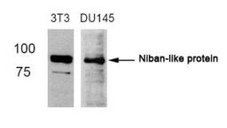 Western blot analysis of lysed extracts from 3T3 and DU145 cells using Niban-like protein (Ab-712).